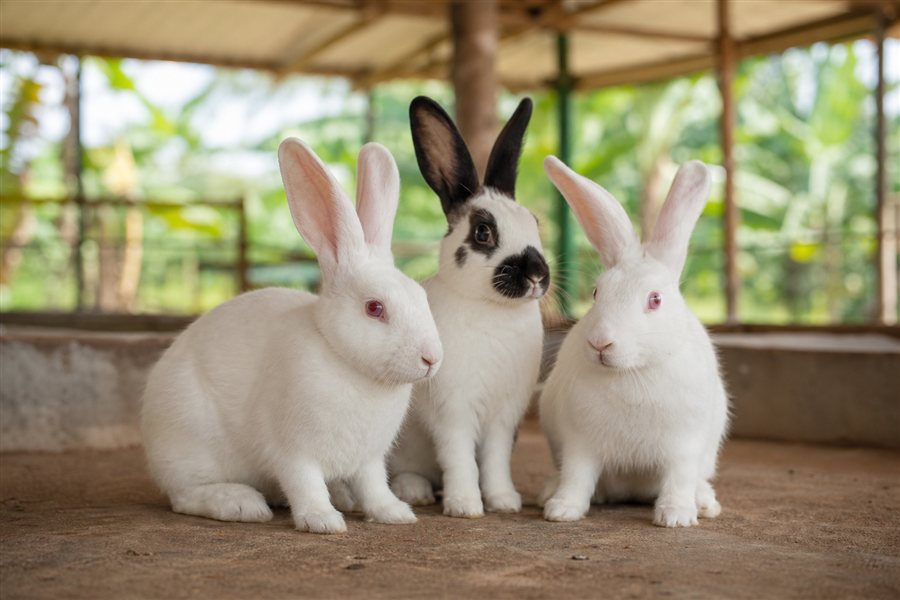 Live rabbits available to order from Rabbitex